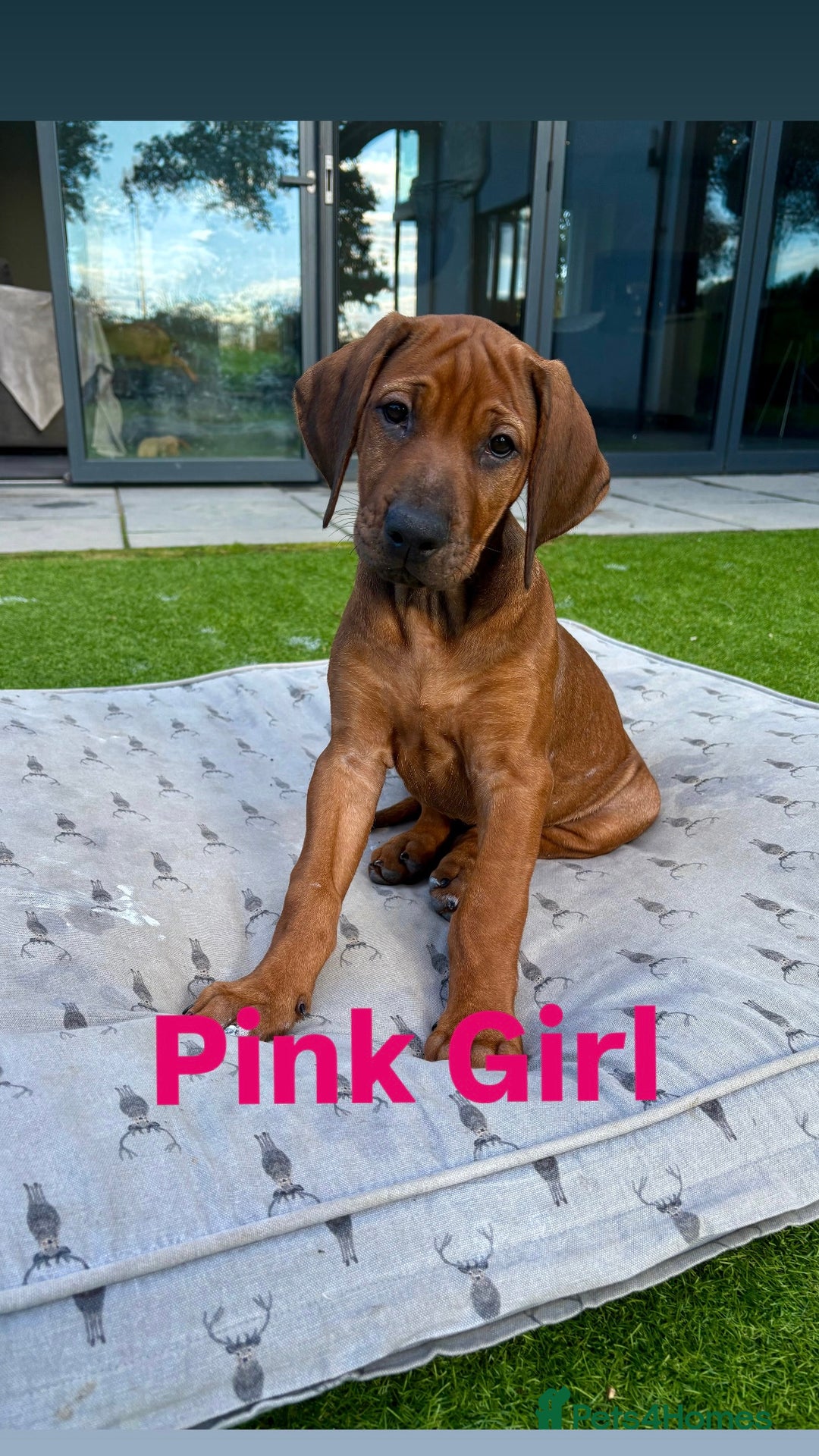 Rhodesian Ridgeback dogs for sale: 🦁 KC Reg Rhodesian Ridgeback Girls Ready Now  🦁 - Image 3