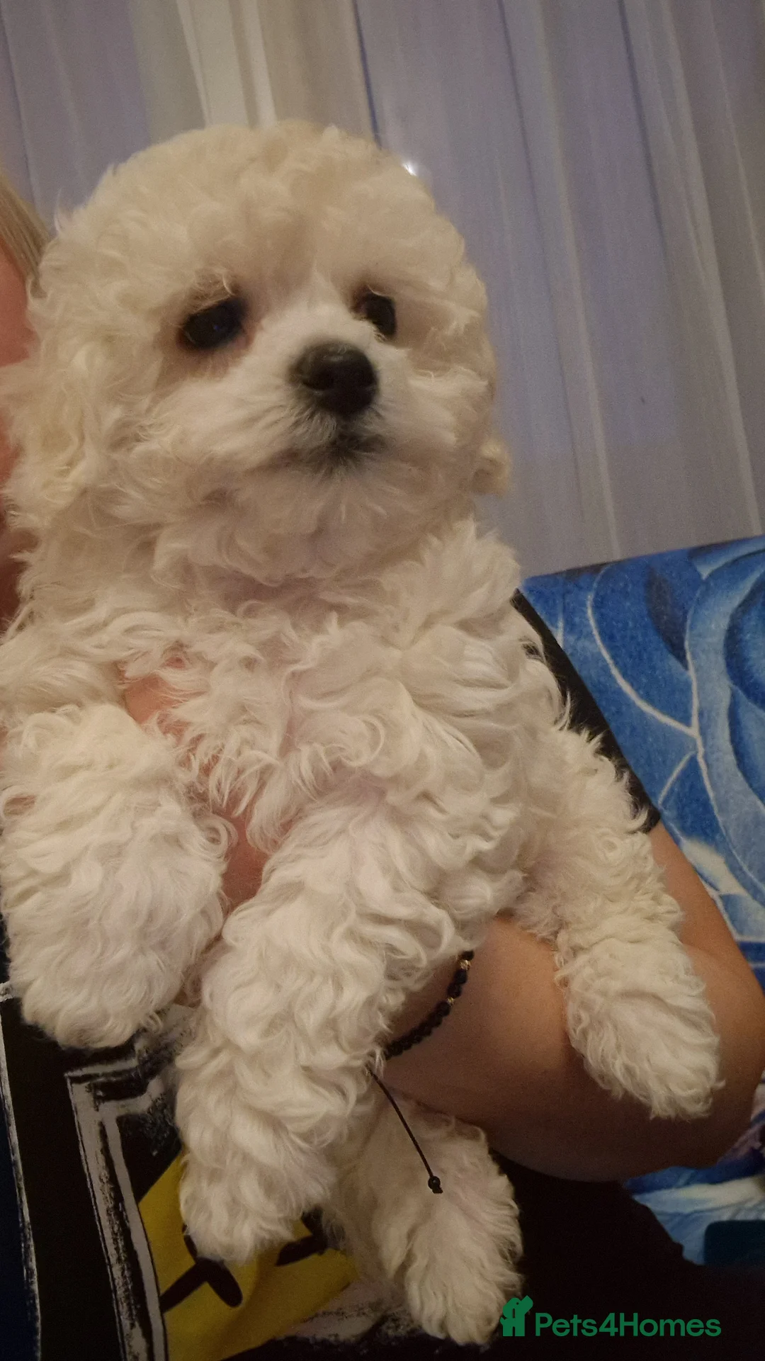 Havanese dogs for sale: Puppy Bichon Havanese in Wembley - Advert 13
