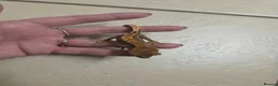 Gecko reptiles for sale: Crested & leopard gecko babies - Advert 16