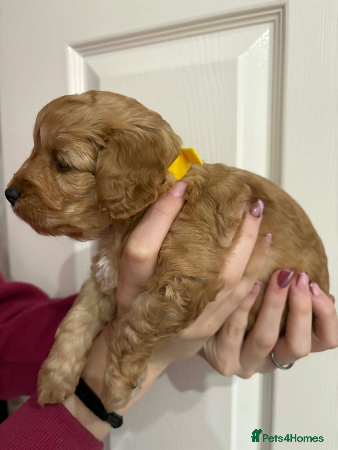 Cavapoo dogs for sale: Beautiful F1B Teddy Cavapoo Puppies - Advert 7