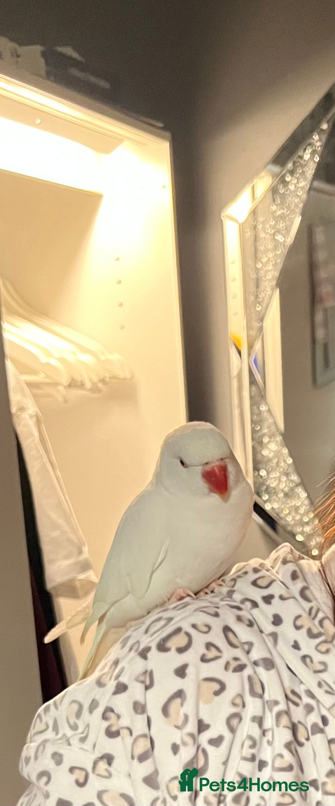 Ringnecks birds for sale: White Tamed Ringneck Parrot  - Advert 2