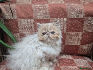 Exotic cats 💙READY NOW Persian boy💙🏆Champion sired💙 😸 - Advert 4