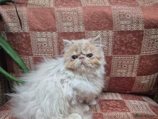 Exotic cats 💙READY NOW Persian boy💙🏆Champion sired💙 😸 - Advert 10