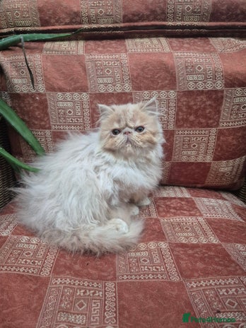 Exotic cats 💙READY NOW Persian boy💙🏆Champion sired💙 😸 - Advert 1