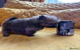 Pomeranian dogs for sale:  Pomeranian’s extra small beautiful fluffy - Image 7