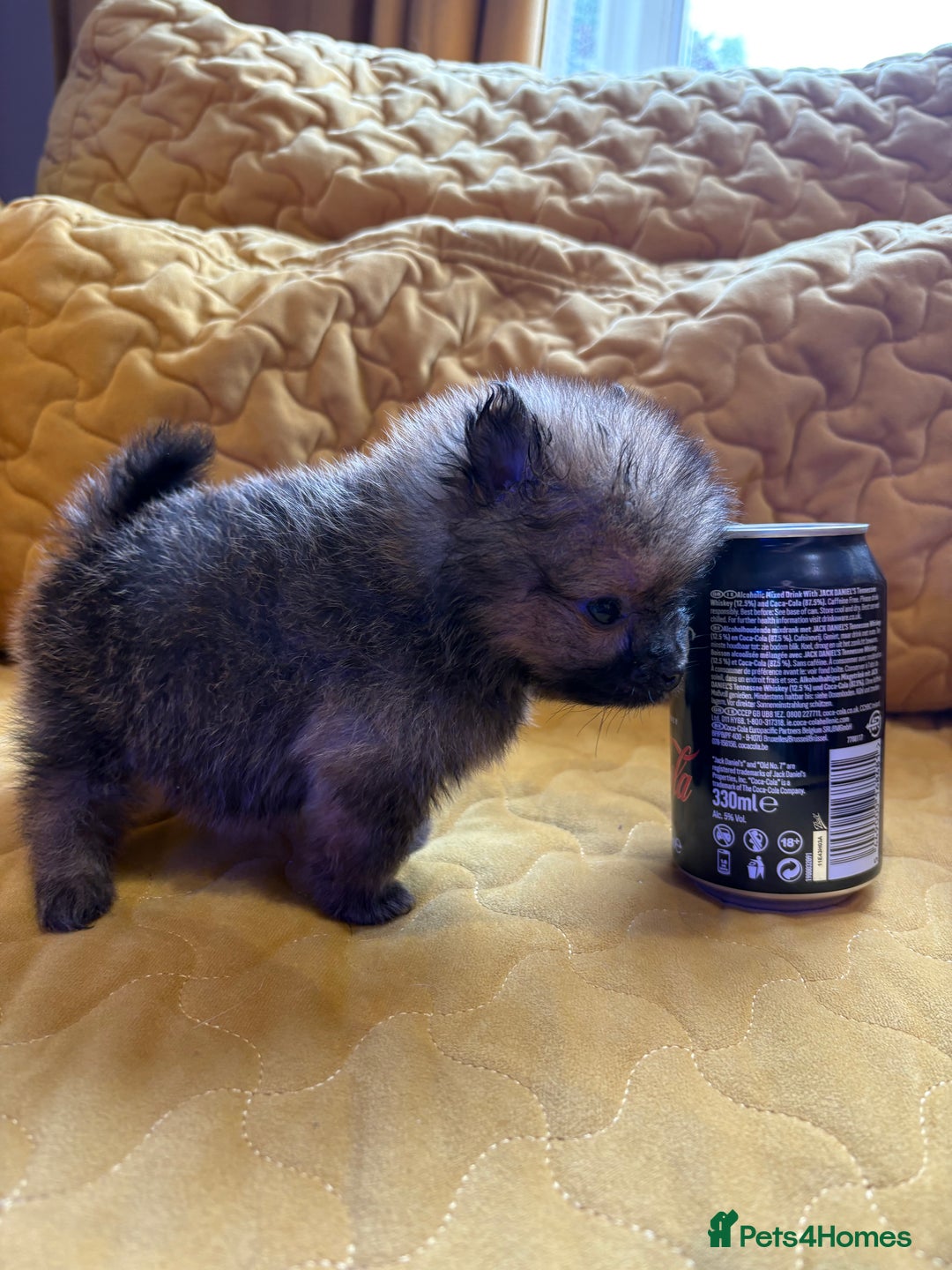 Pomeranian dogs for sale:  Pomeranian’s extra small beautiful fluffy - Image 7