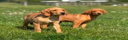 Goldador dogs for sale: Health Tested Goldador Puppies - Advert 5