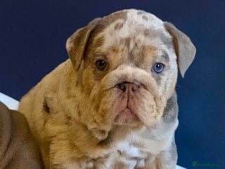 English Bulldog dogs KC Registered EB Pups Fully health Tested Parents - Advert 6