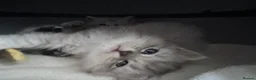 Mixed Breed cats for sale: Beautiful Fluffy Kittens – BritishLonghair&Ragdoll in Penicuik - Advert 12
