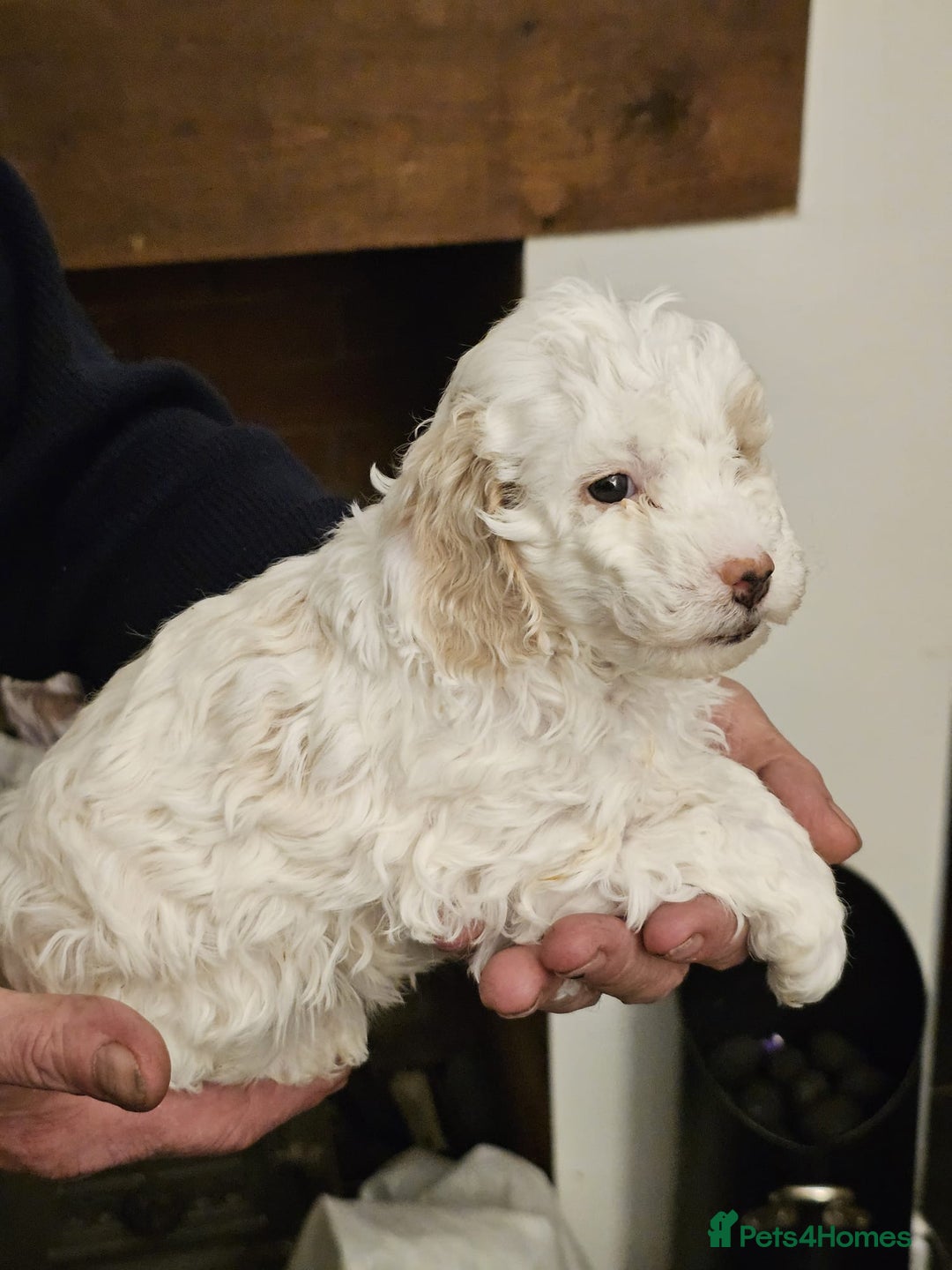 Cockapoo dogs for sale: 1 beautiful cockapoo girl - Image 18