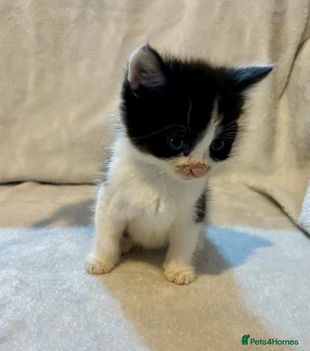 Mixed Breed cats for sale: 4 adorable kittens to go to a loving new home  - Advert 2