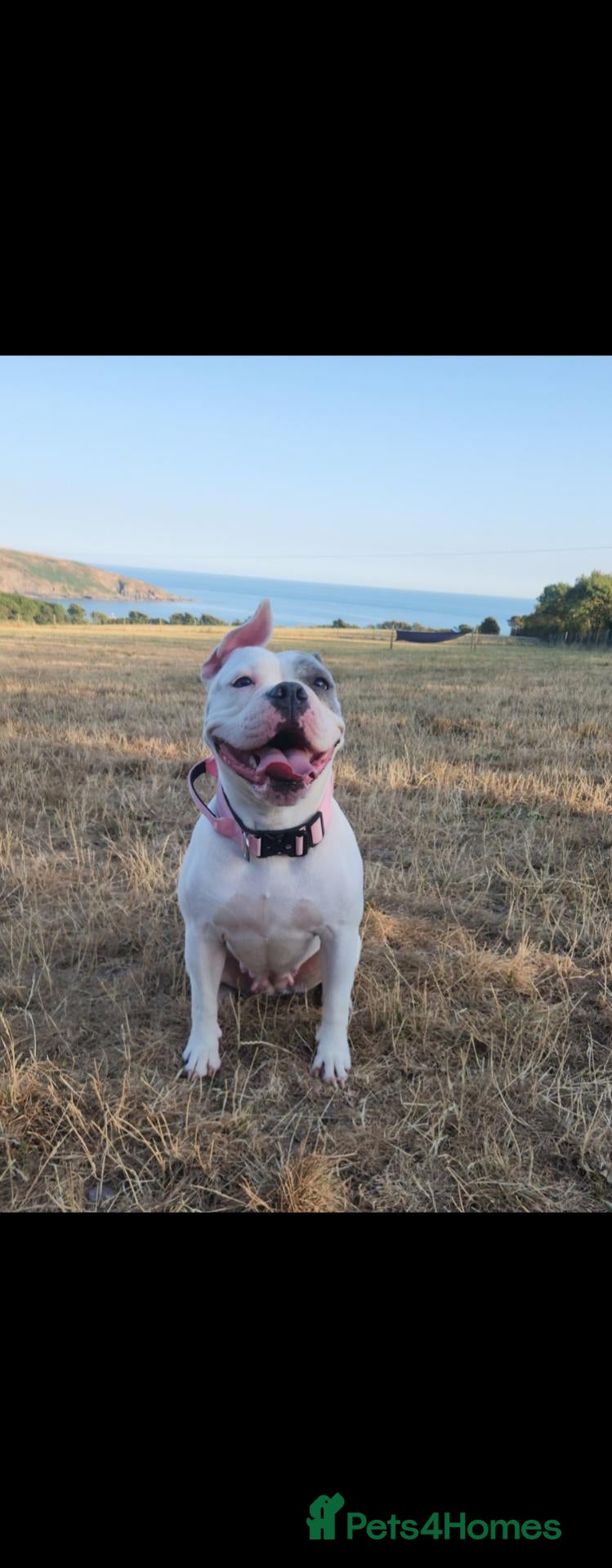 Mixed Breed dogs Bulldog x Staffordshire Bull Terrier  - Advert 2