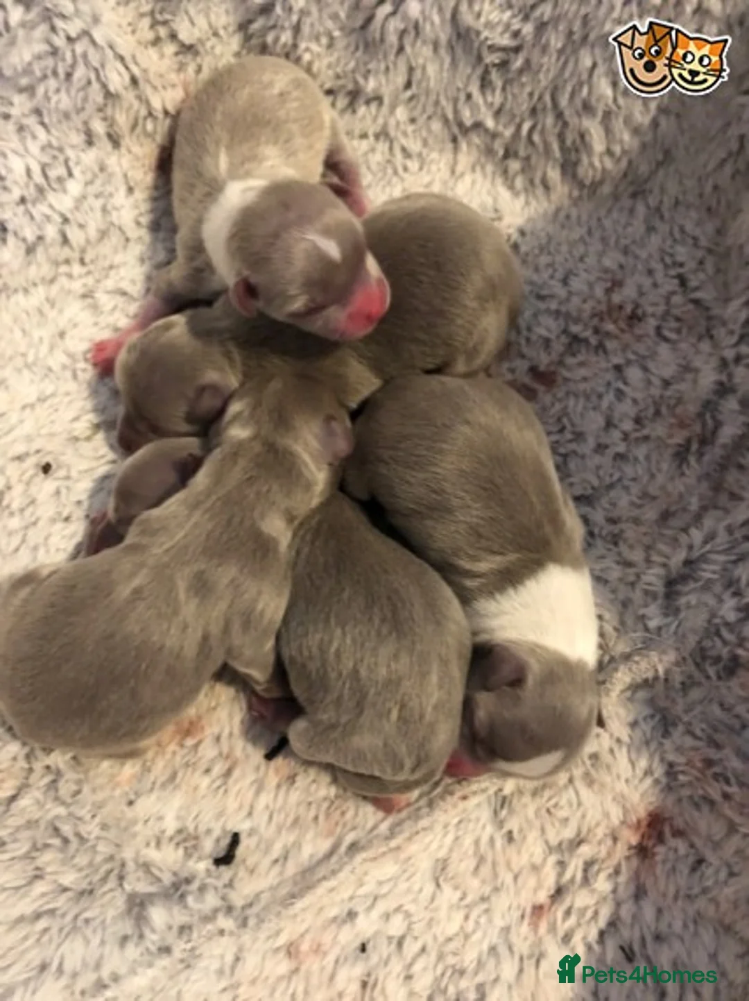 Chihuahua dogs for stud: Lilac and tan Russian import stud dog DNA tested in Rotherham - Advert 19