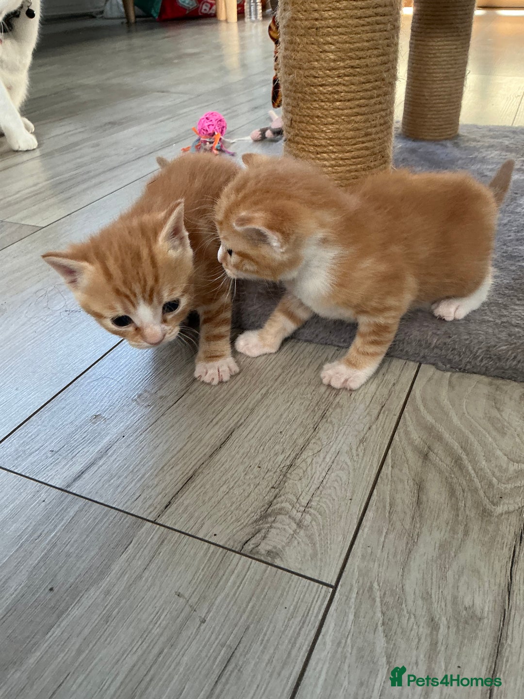 Domestic Shorthair cats for sale: Kittens for sale  - Image 2