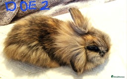 Lionhead rabbits for sale: Mini Lionhead Crossed - Image 3