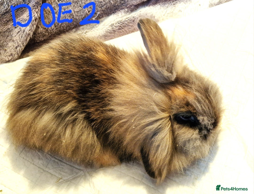 Lionhead rabbits for sale: Mini Lionhead Crossed - Image 3