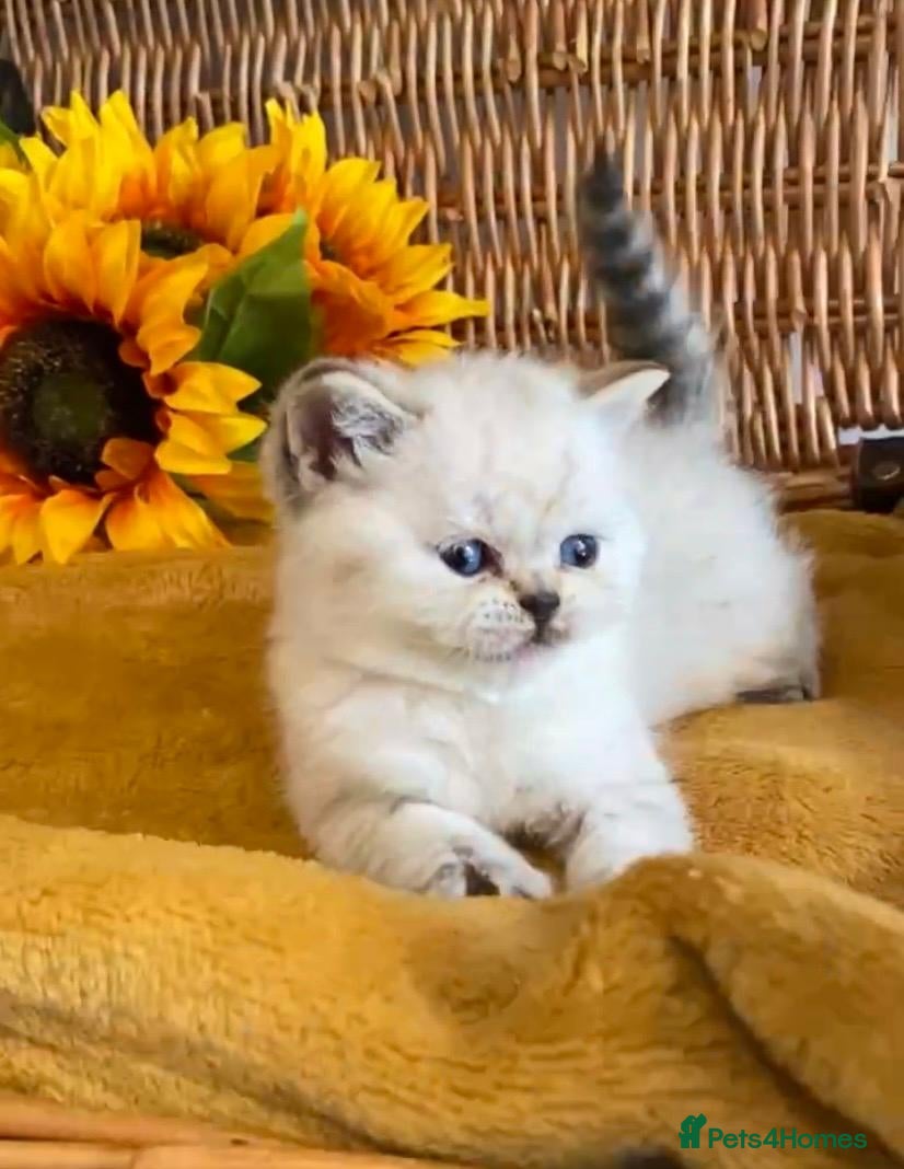 British Shorthair cats RARE SEAL LYNX PURE BRED BSH TEDDY BEARS - Advert 15