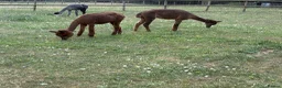 Alpaca livestock for sale: Group of Alpaca for sale - Advert 2