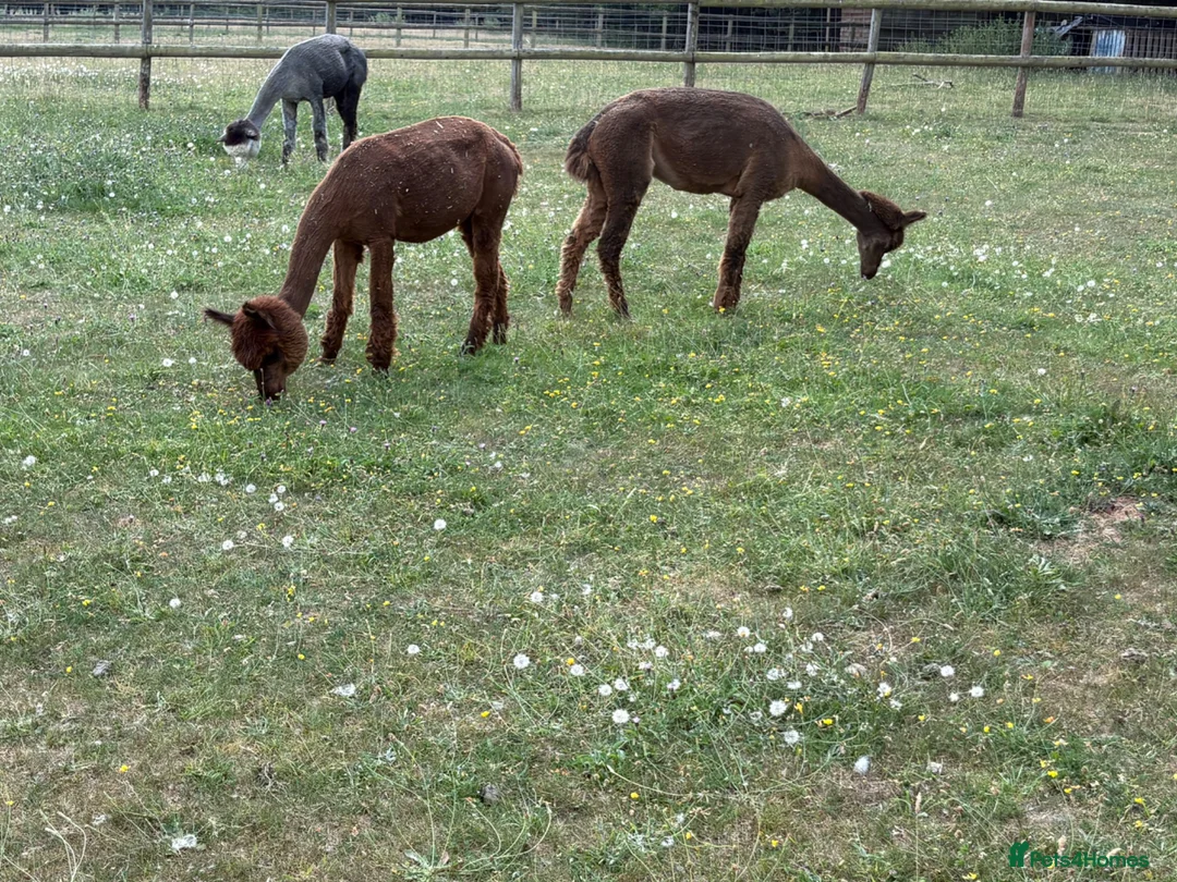 Alpaca livestock for sale: Group of Alpaca for sale - Advert 2
