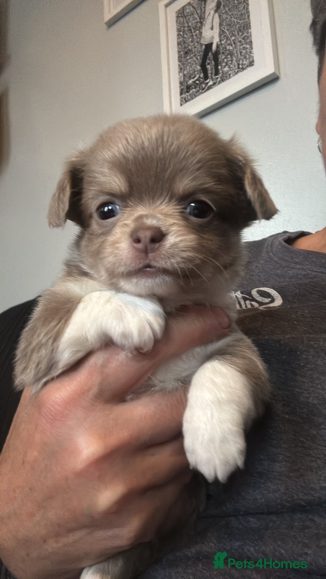 Chihuahua dogs for sale: Lilac puppies  - Image 5