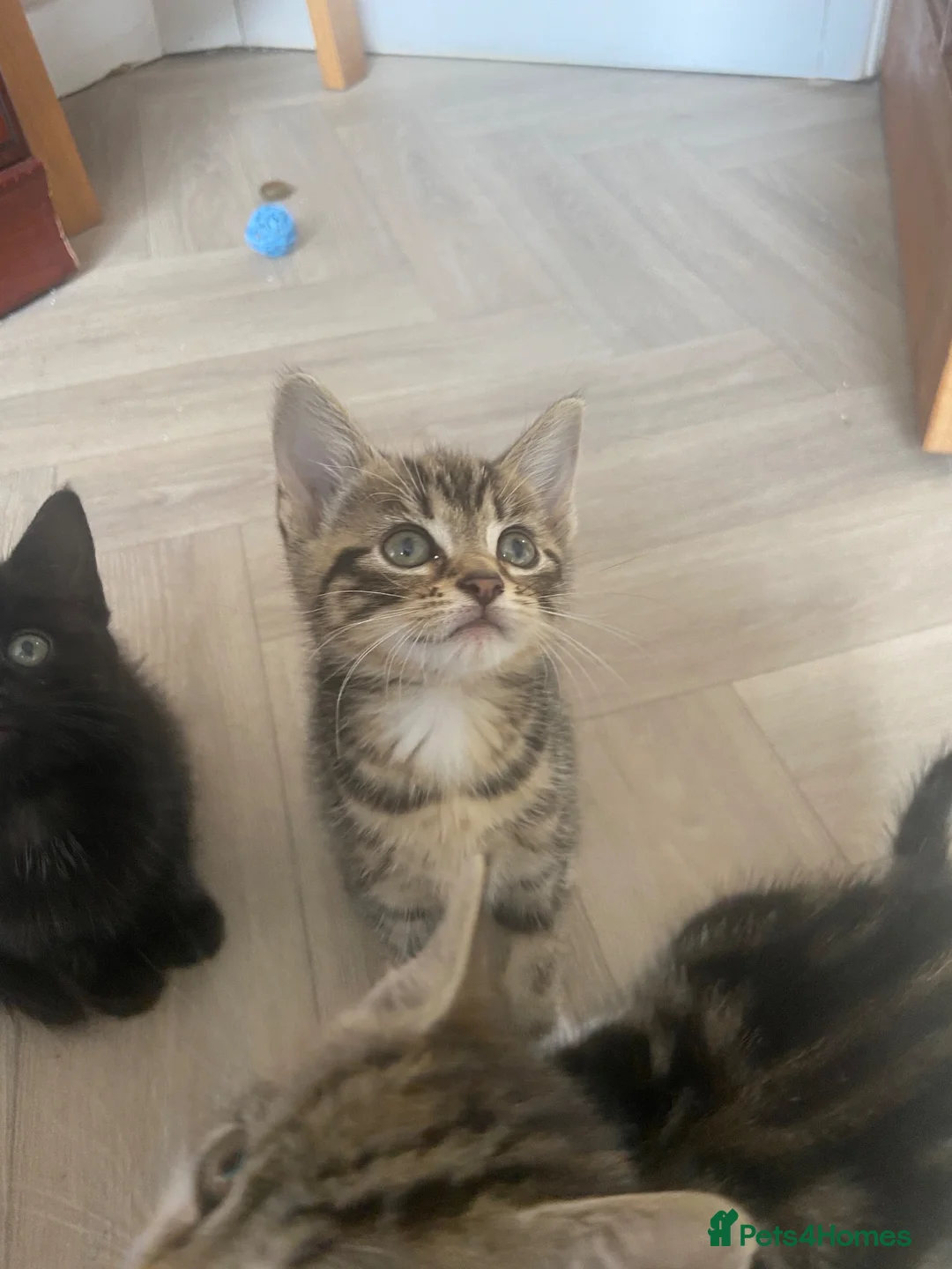 British Shorthair cats for sale: 3 beautiful kittens  in Newport - Advert 4