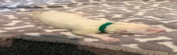 White Swiss Shepherd dogs for sale: Swiss white shepherds puppies  - Advert 24