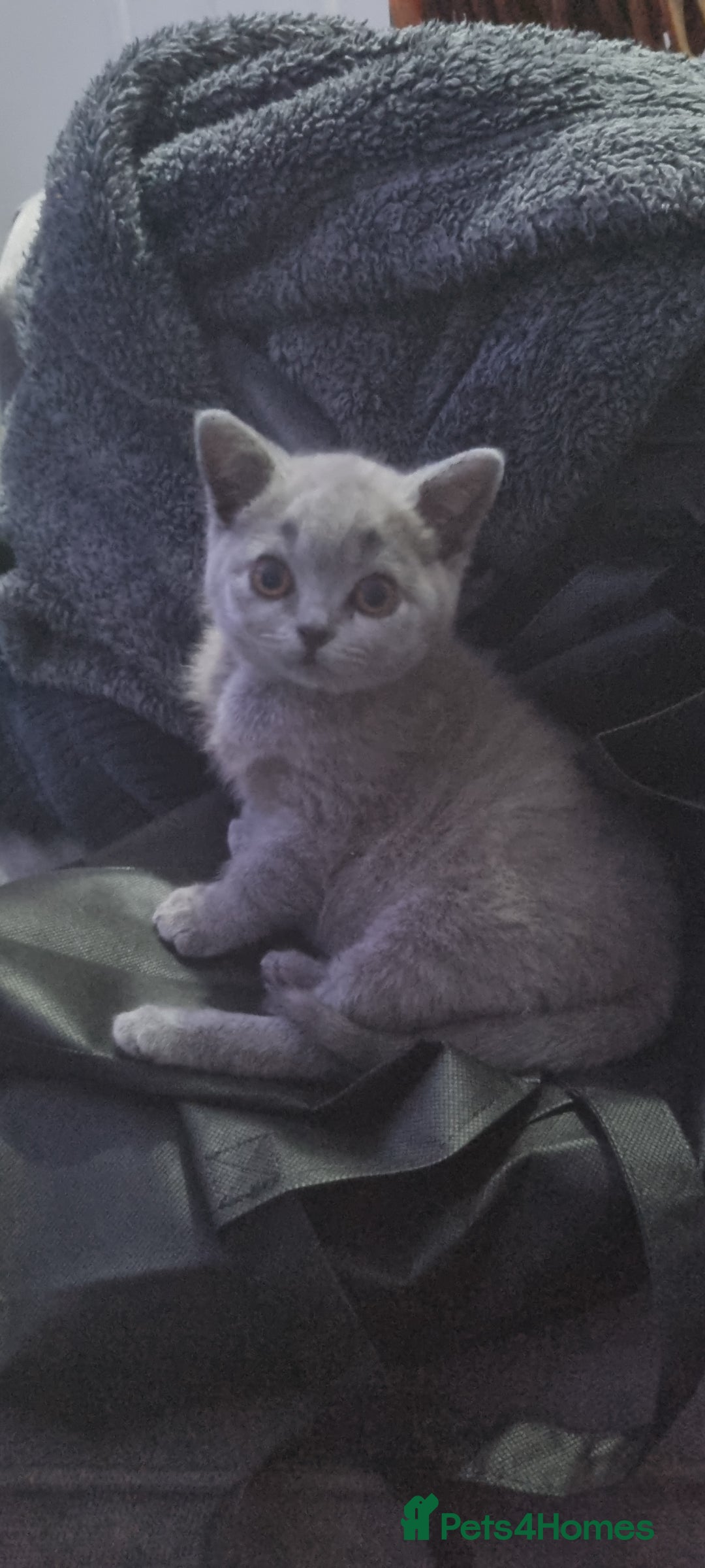 British Shorthair cats for sale: Female British shorthair  - Image 7