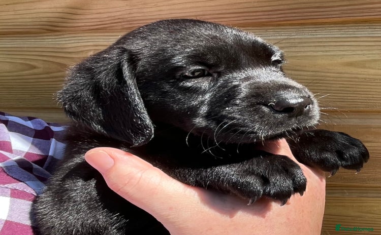 Labrador Retriever dogs - Advert 4