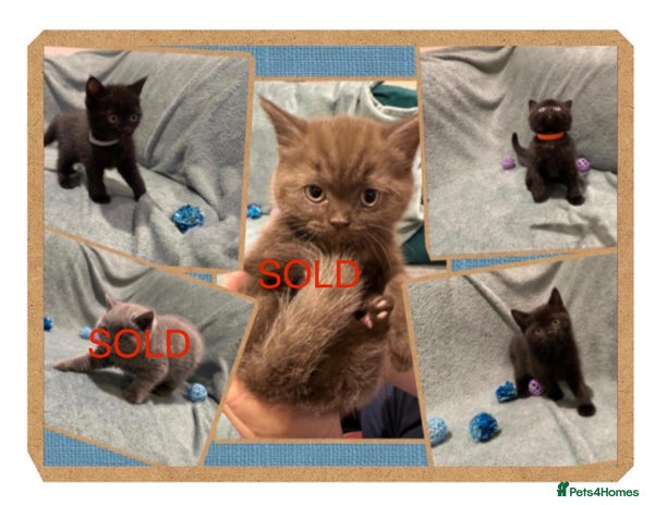 British Shorthair cats 3 Dark Brown British shorthair kittens Left - Advert 2