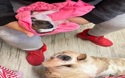 Shih Tzu dogs for sale: ShihTzu Newborn Puppies 💕Home-Raised & Well-Loved - Advert 18