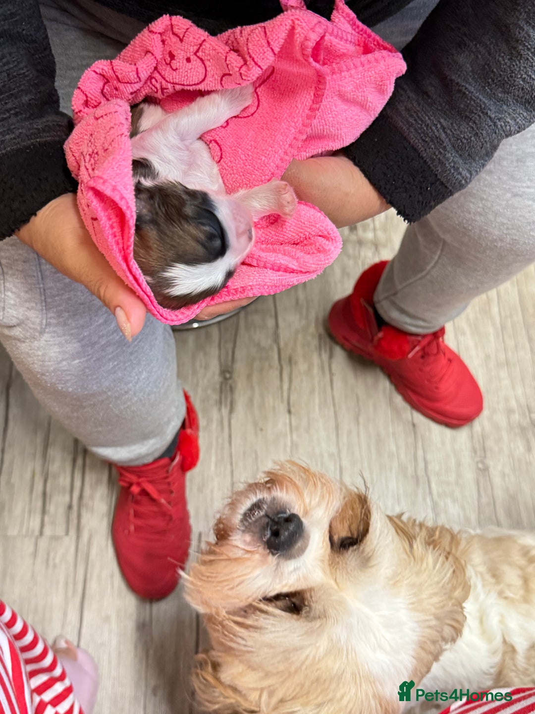 Shih Tzu dogs for sale: ShihTzu Newborn Puppies 💕Home-Raised & Well-Loved - Advert 18