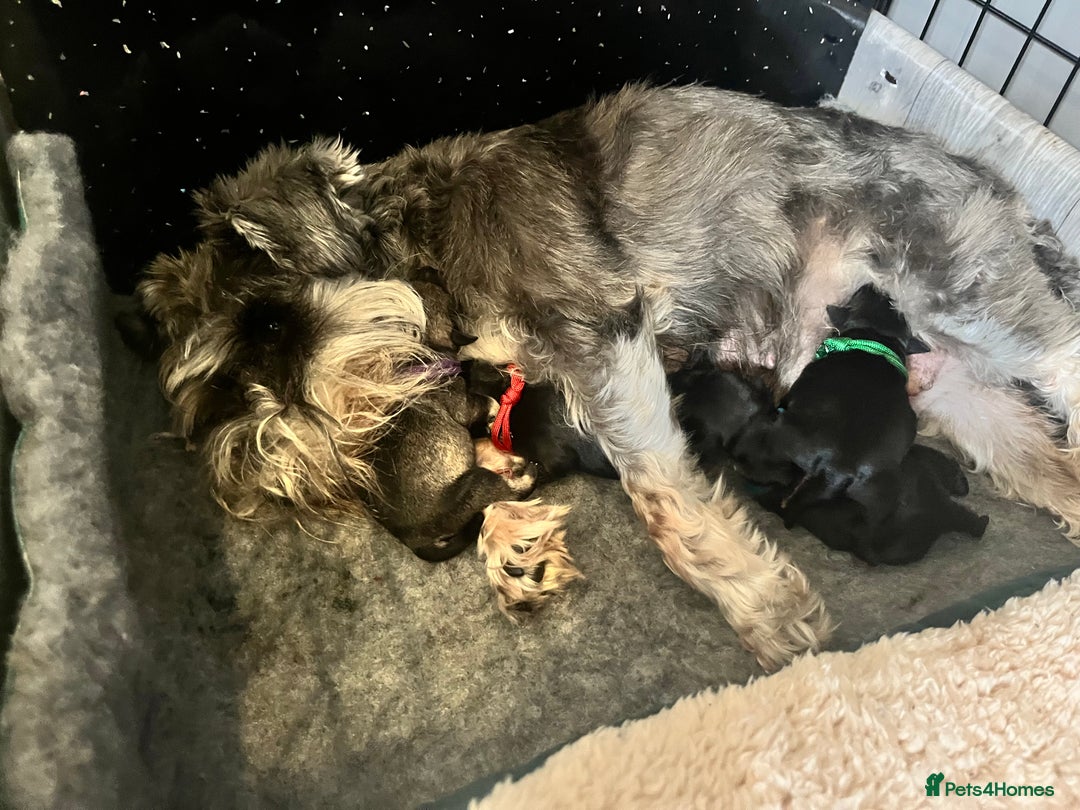 Miniature Schnauzer dogs for sale: Adorable Miniature Schnauzers - Image 3