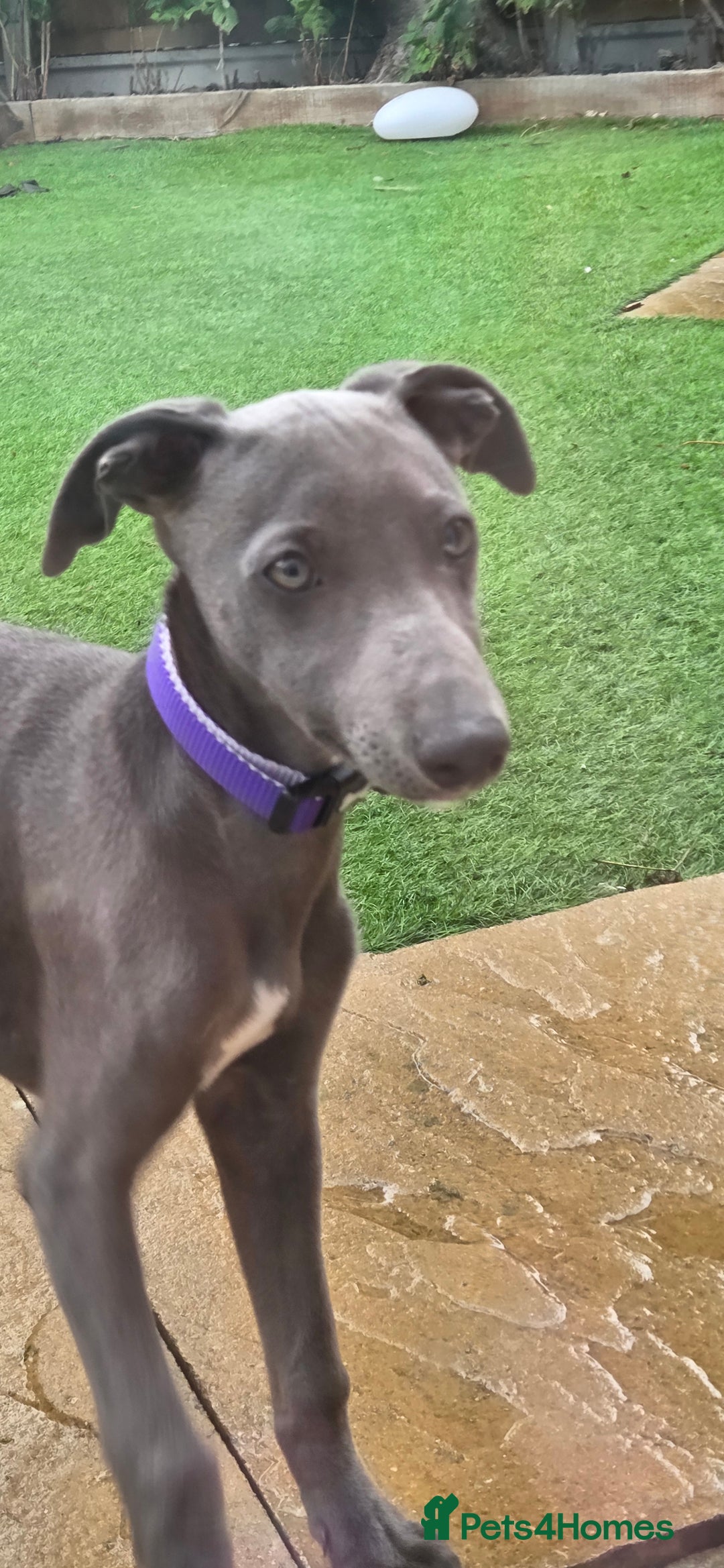 Whippet dogs for sale: Beautiful Male Whippet Puppy - Image 8