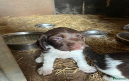 English Springer Spaniel dogs for sale: Liver and White Springer Spaniel Puppies - Image 4