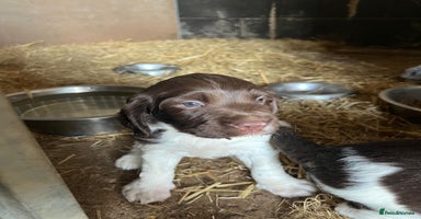 English Springer Spaniel dogs - Advert 13