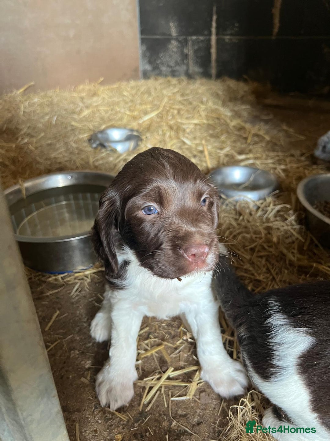 English Springer Spaniel dogs for sale: Liver and White Springer Spaniel Puppies - Image 4