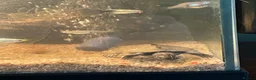 Turtle reptiles for sale: 2 young mississippi map turtles - Advert 9