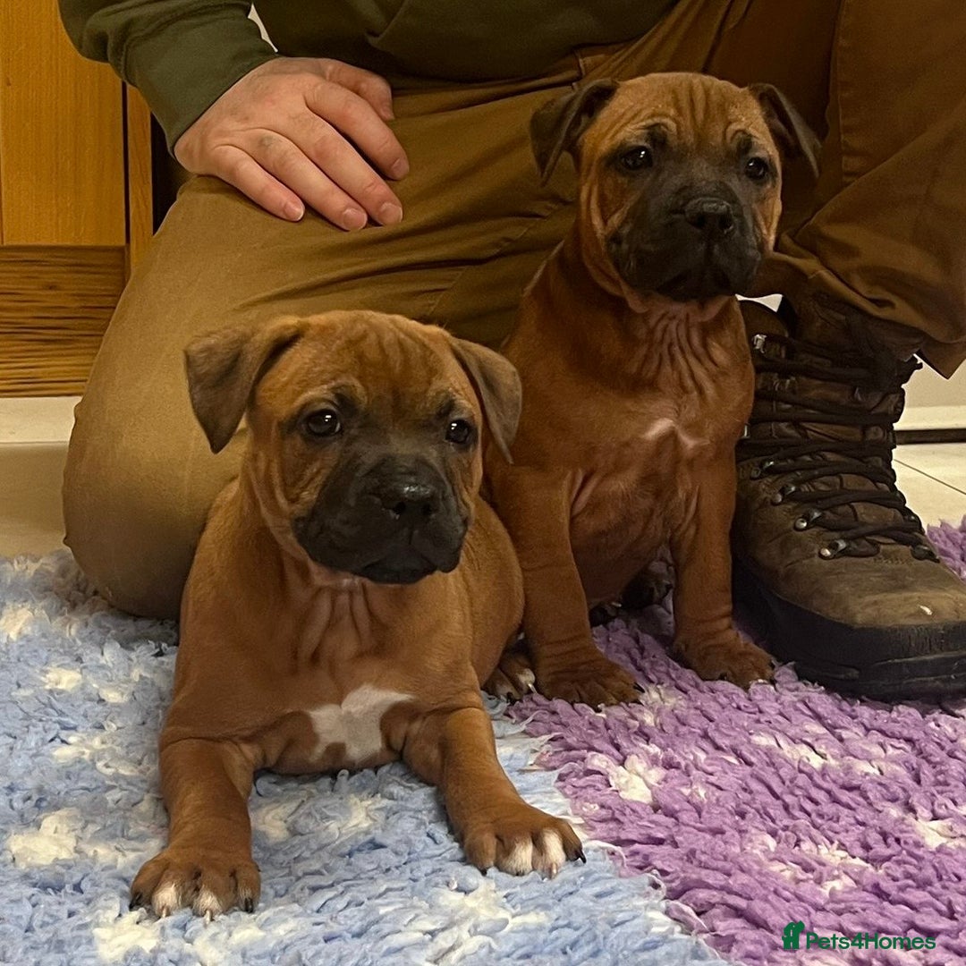 Staffordshire Bull Terrier dogs for sale: 7 Red Staffordshire Bull Terrier pups  - Advert 1