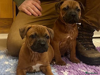Staffordshire Bull Terrier dogs 7 Red Staffordshire Bull Terrier pups - Advert 5