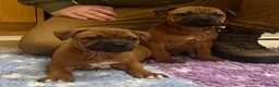 Staffordshire Bull Terrier dogs for sale: 7 Red Staffordshire Bull Terrier pups  - Advert 1