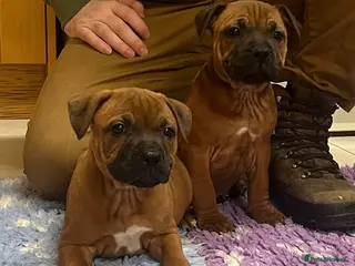 Staffordshire Bull Terrier dogs 7 Red Staffordshire Bull Terrier pups - Advert 3