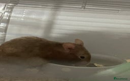 Hamster rodents for sale: Male Syrian hamster (Gus Gus)  - Image 2