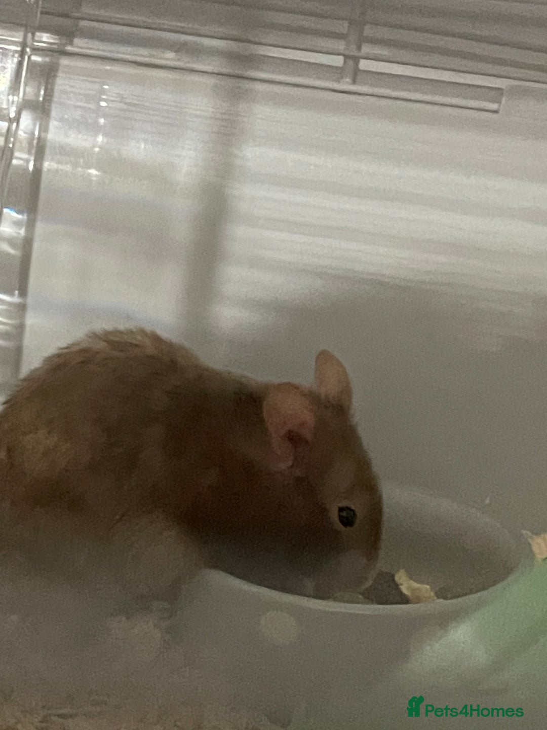 Hamster rodents for sale: Male Syrian hamster (Gus Gus)  - Image 2