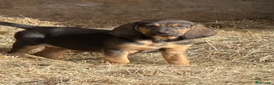 Bloodhound Puppy 4