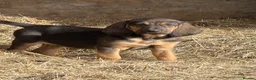Bloodhound dogs for sale: Bloodhound puppies  - Advert 10