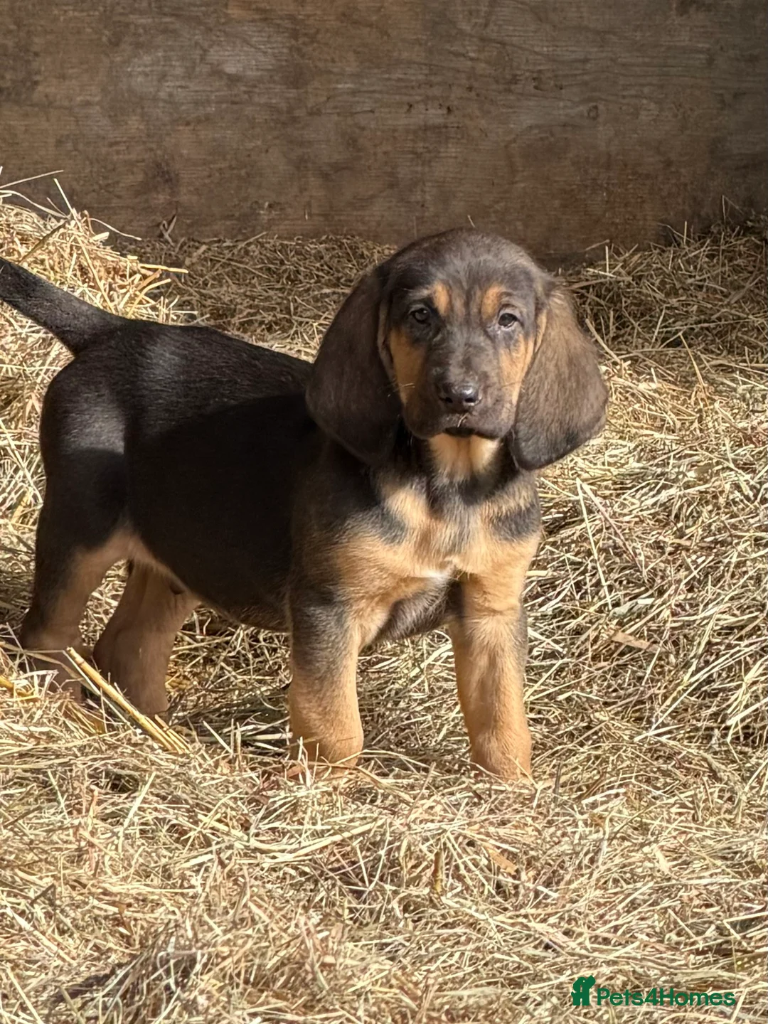 Bloodhound dogs for sale: Bloodhound puppies  - Advert 10