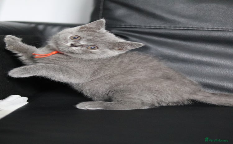 British Shorthair cats - Advert 4