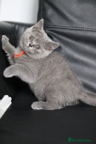 British Shorthair cats - Advert 2