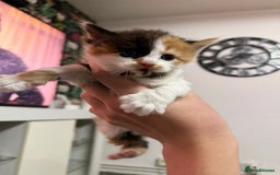 British Longhair cats for sale: 6 beautiful lovable friendly kittens - Image 6