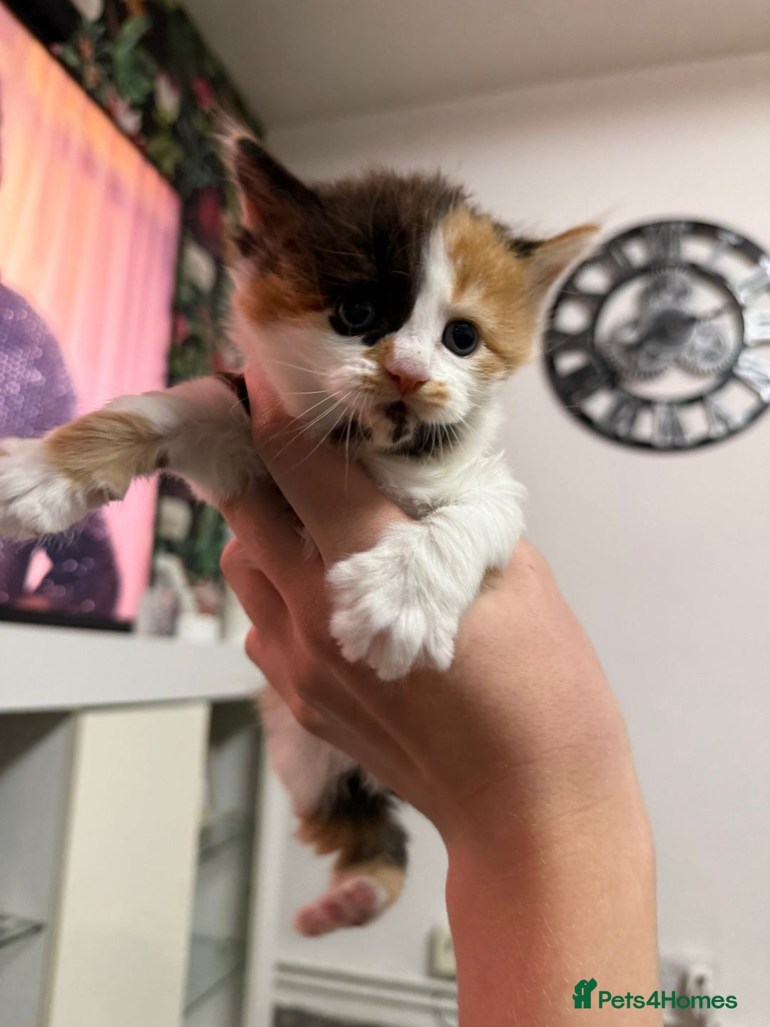 British Longhair cats for sale: 6 beautiful lovable friendly kittens - Image 6
